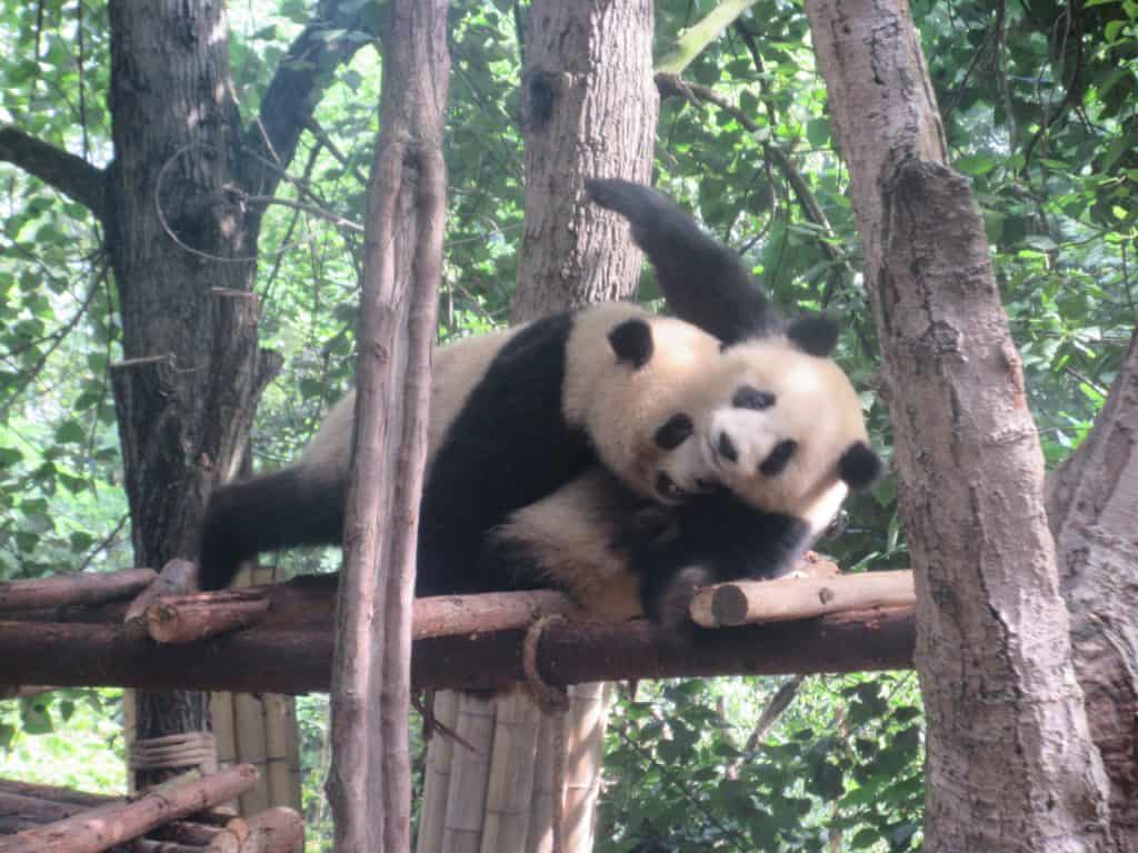 Chengdu China Pandas 20 Things to Know Before You Visit China